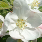 晩生品種サンふじ花の通販おすすめ価格と産地青森直送値段,青森,農家,産直,まごころおすすめ価格と産地青森直送値段,通販