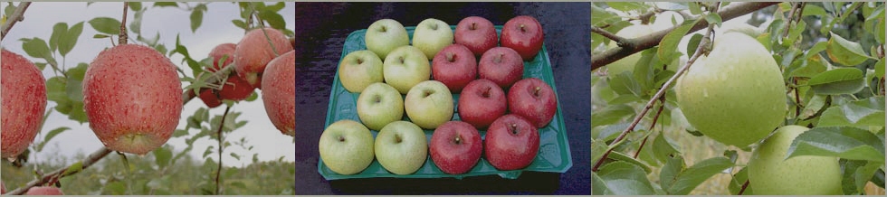 りんご通販楽天市場スライドショー4