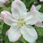 中生品種サン北斗花の通販おすすめ価格と産地青森直送値段,青森,農家,産直,まごころおすすめ価格と産地青森直送値段,通販