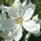 中生品種早生ふじ(早世ふじ）花の通販おすすめ価格と産地青森直送値段,青森,農家,産直,まごころおすすめ価格と産地青森直送値段,通販