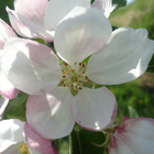 晩生生品種王林花の通販おすすめ価格と産地青森直送値段,青森,農家,産直,まごころおすすめ価格と産地青森直送値段,通販