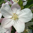 早生品種つがる花の通販おすすめ価格と産地青森直送値段,青森,農家,産直,まごころおすすめ価格と産地青森直送値段,通販