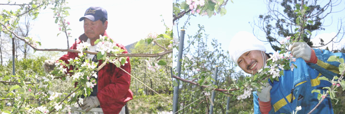 大川りんご園の通販専門サイトのりんご作業員 大鰐町からの産地直送、激安りんごの通販を味わってしてください。通販りんご達